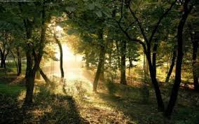 Forest sun