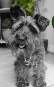 pet dog