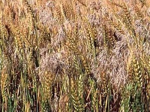 wheat and darnel