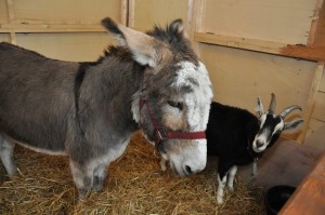 at the live animal crib at Mansion House, Dublin