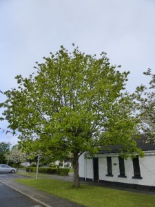 Pope St John Paul II's tree