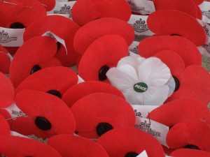 Remembrance poppies