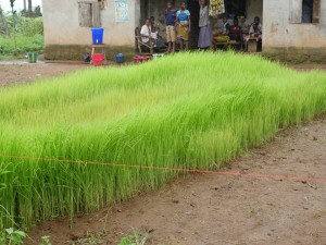 A local NGO is providing people able to tend the crops from neighbouring villages and ensure families do not lose a year’s food supply because of the quarantine