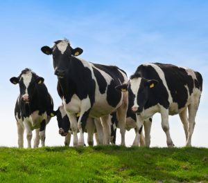 Cows carbon emissions portrait