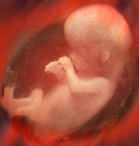 Baby in womb2